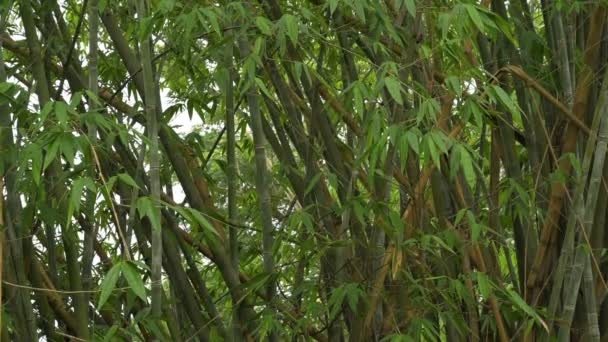 Liście Bambusa Rośliny Bambusa Wiecznie Zielone Wieloletnie Rośliny Kwitnące Podrodzina — Wideo stockowe