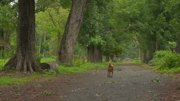 Street Dog Walking Garden Full Green Vegetation Tall Trees Looks — ストック動画