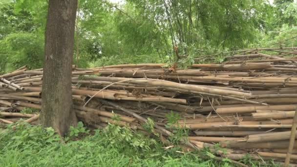 Cut Bamboos Lying Bamboo Plants Evergreen Perennial Flowering Plants Subfamily — Video Stock