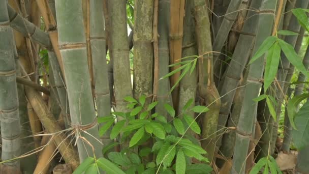 Bamboo Bamboo Plants Evergreen Perennial Flowering Plants Subfamily Bambusoideae Grass — Stok video