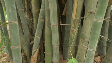 Bambu, bambu bitkileri, Poaceae familyasından bambusoideae alt familyasından ebediyen yemyeşil çiçekli bitkilerdir. Dev bambular çim ailesinin en büyük üyeleridir. Yavaş çekim görüntüleri.