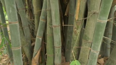 Bambu, bambu bitkileri, Poaceae familyasından bambusoideae alt familyasından ebediyen yemyeşil çiçekli bitkilerdir. Dev bambular çim ailesinin en büyük üyeleridir. Yavaş çekim görüntüleri.