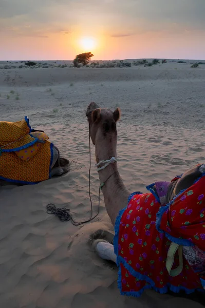 Μια Καμήλα Camelus Dromedarius Ντυμένος Παραδοσιακό Φόρεμα Rajasthani Αμμόλοφους Της — Φωτογραφία Αρχείου