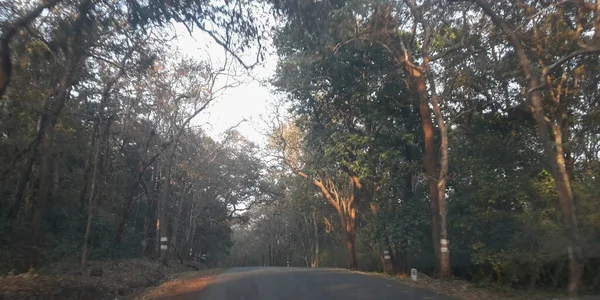 View Dandeli Forest Road Passing Trees Dandeli Forest Karnataka India — Stock Photo, Image