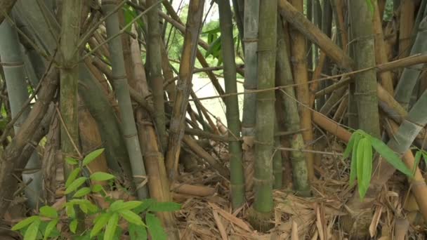 Bambus Bambusové Rostliny Jsou Věčně Zelené Trvalé Kvetoucí Rostliny Podčeledi — Stock video