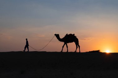 Silhouette of a young cameleer leading a camel into sand dunes. Setting sun with blue sky in the background.