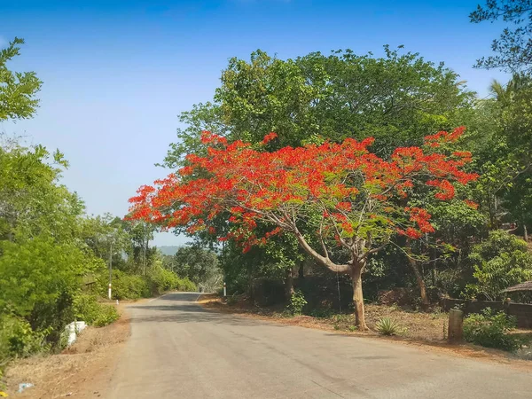 Beautiful view of Gulmohar tree, Delonix regia, royal poinciana, flamboyant, phoenix flower, flame of the forest, or flame tree at Dandeli forest. Trees of Dandeli forest, Karnataka, India.