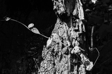 Siyah ve beyaz soyut ağaç gövdesi ahşap dokusu. Doğal arkaplan.