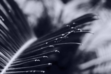 Siyah ve beyaz yapraklar, koyu doğal arkaplana karşı. Doğa kalıbına seçici odaklanma.