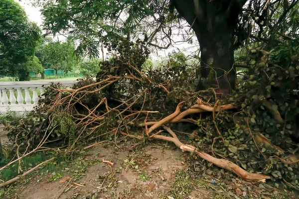 Super cyclone Amphan uprooted tree which fell and blocked pavement. The devastation has made many trees fall on ground. Kolkata, West Bengal, India