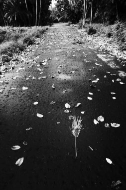 Kuru I; saçaklar ağaçların arasından geçerken düştü, siyah beyaz arka plan. Howrah, Batı Bengal, Hindistan.