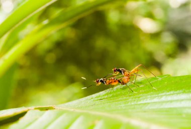 Yeşil arka planda çiftleşen karıncalar, orta sahada karıncalarla vurulan doğa stoku.
