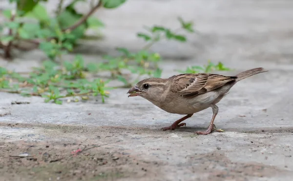 인도의 가정에서 수있는 Passer Domesticus — 스톡 사진