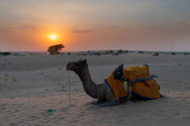 A Camel, Camelus dromedarius, dressed in traditional Rajasthani dress, at sand dunes of Thar desert, Rajasthan, India. Camel riding is a favourite activity amongst tourists. Sun set background.