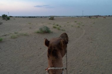 Hindistan, Rajasthan 'daki Thar çölünün kum tepelerine bakan bir Camelus dromedarius. Deve sürmek turistler arasında favori bir etkinliktir. Çöl arkaplanı.