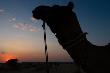 Silhouette of a Camel, Camelus dromedarius, at sand dunes of Thar desert, Rajasthan, India. Camel riding is a favourite activity amongst tourists. Sun set background.