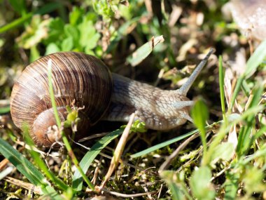 Burgundy salyangozu- Helix pomatia ayrıca parlak ışık altında bir çayırda doğal ortamda yaşayan Romalı bir salyangozdur.