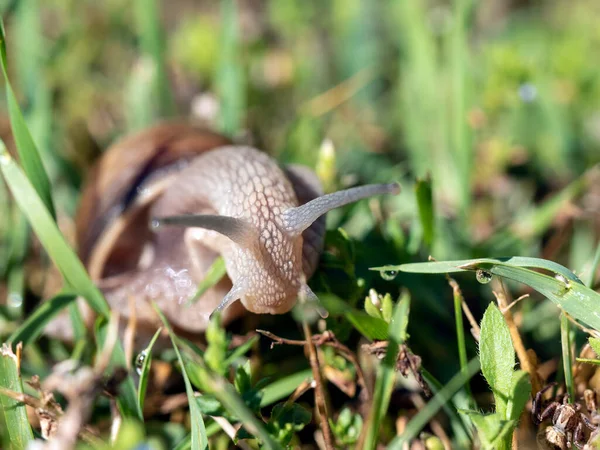 Ślimak Burgundowy Helix Pomatia Jest Również Ślimak Rzymski Naturalnym Środowisku — Zdjęcie stockowe