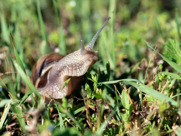 Caracol Borgoña Helix Pomatia También Caracol Romano Entorno Natural Prado —  Fotos de Stock