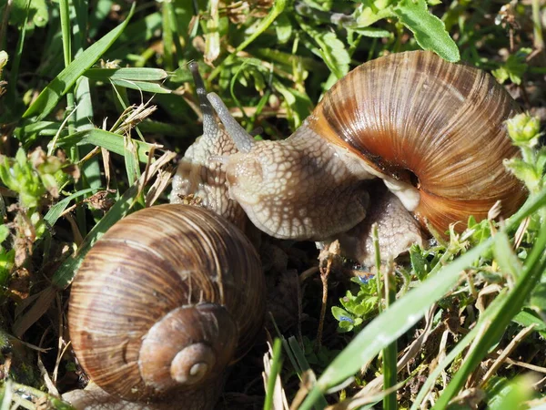 Deux Escargots Bourgogne Helix Pomatia Est Également Escargot Romain Dans — Photo