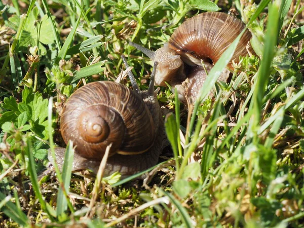 Две Бургундские Улитки Helix Pomatia Является Римской Улиткой Естественной Среде — стоковое фото