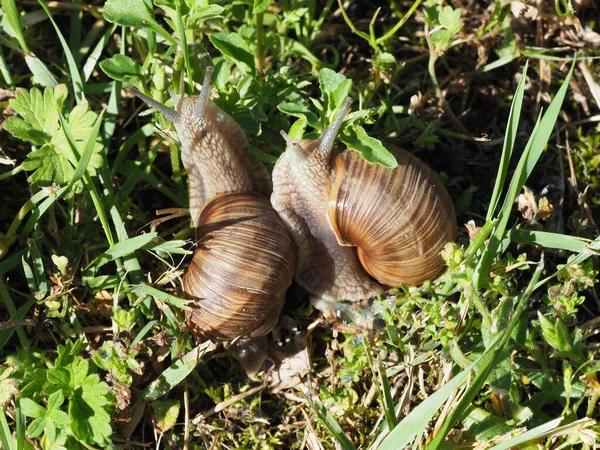 Dwa Ślimaki Burgundzkie Helix Pomatia Również Ślimak Rzymski Naturalnym Środowisku — Zdjęcie stockowe