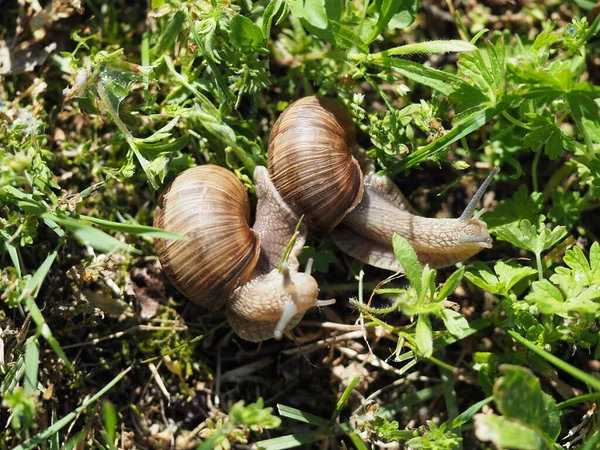 Две Бургундские Улитки Helix Pomatia Является Римской Улиткой Естественной Среде — стоковое фото