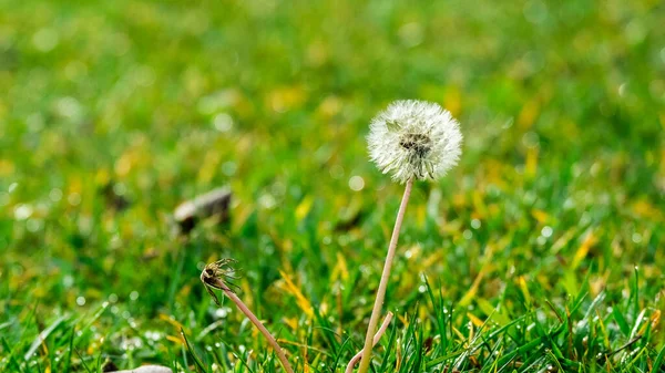 Karahindiba Bud 'ı kapadım. Yeşil çimenlikteki karahindiba beyaz çiçekleri. Yüksek kalite fotoğraf