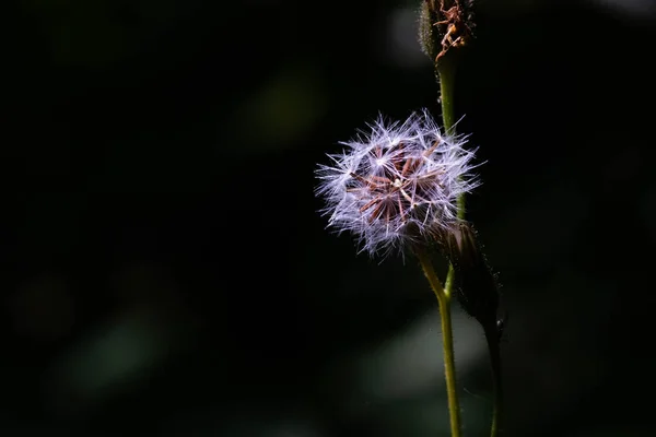 Dandelion Seeds Flying Light Floral Botany Nature — 스톡 사진