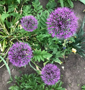 Ukrayna 'da Allium wallichianum, dekoratif yay, dört çiçek, mor, bahar, yakın plan, ön görüş