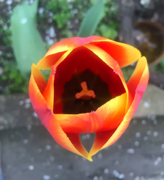 Tulipán Rojo Amarillo Medio Abierto Primavera Flores Florecen Primer Plano — Foto de Stock