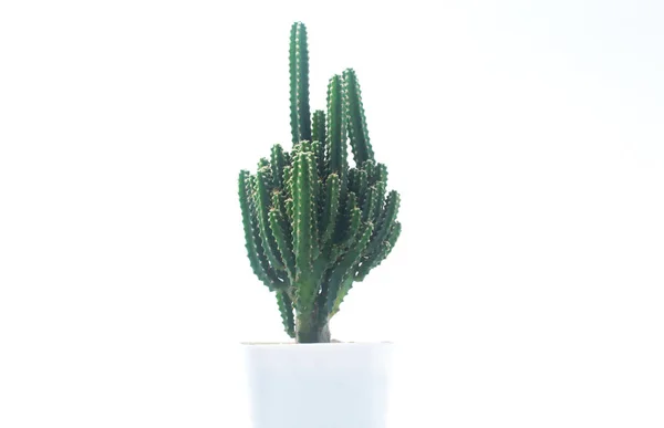 Cactus Witte Achtergrond Cactus Pot Geïsoleerd Een Witte Achtergrond Bruin — Stockfoto