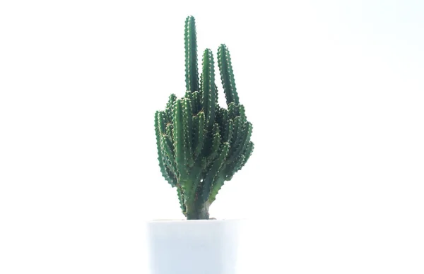 Cactus White Background Cactus Pot Isolated White Background Brown White — Stock Photo, Image