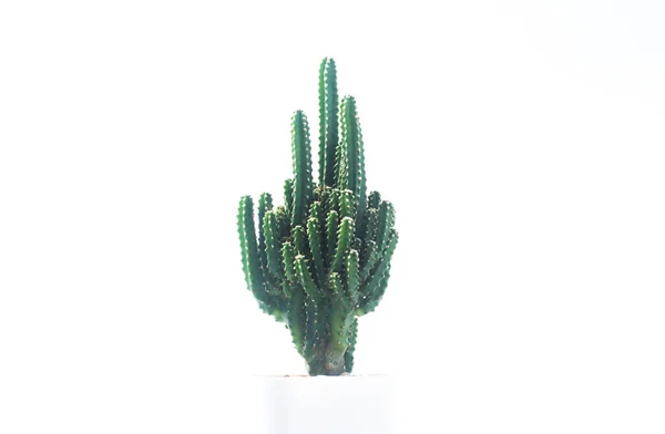 Cactus Sobre Fondo Blanco Olla Cactus Aislada Sobre Fondo Blanco —  Fotos de Stock