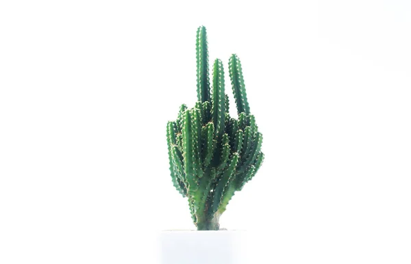 Cactus Fondo Bianco Pentola Cactus Isolata Fondo Bianco Pentola Bianca — Foto Stock