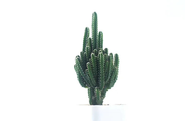 Kaktus Vit Bakgrund Kaktus Potten Isolerad Vit Bakgrund Och Brun — Stockfoto