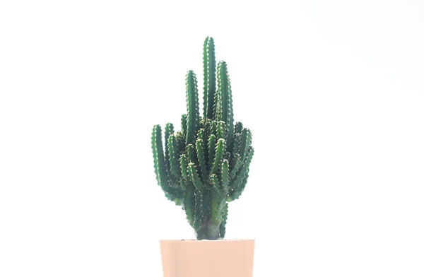 Cactus Een Witte Achtergrond Geïsoleerde Cactus Potten Een Witte Achtergrond — Stockfoto
