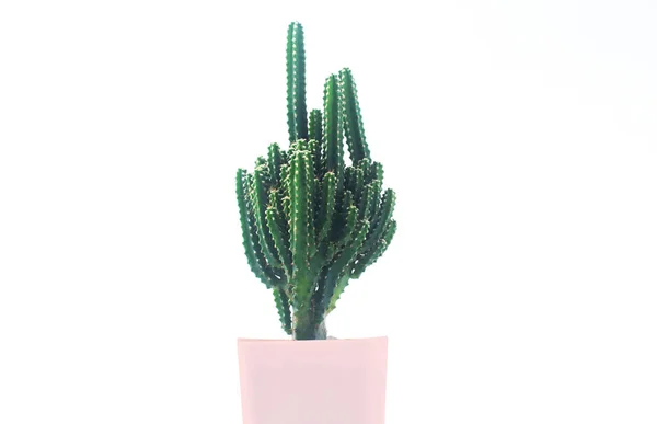 Cactus Een Witte Achtergrond Geïsoleerde Cactus Potten Een Witte Achtergrond — Stockfoto