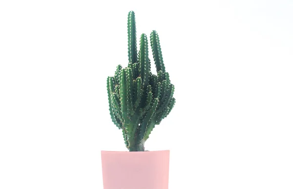Kaktus Vit Bakgrund Isolerad Kaktus Krukor Vit Bakgrund Och Flerfärgad — Stockfoto