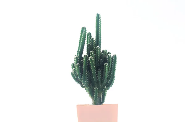 Cactus Fondo Bianco Vasi Cactus Isolati Fondo Bianco Vaso Multicolore — Foto Stock
