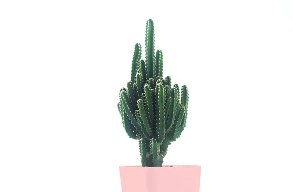 Cactus Fondo Bianco Vasi Cactus Isolati Fondo Bianco Vaso Multicolore — Foto Stock