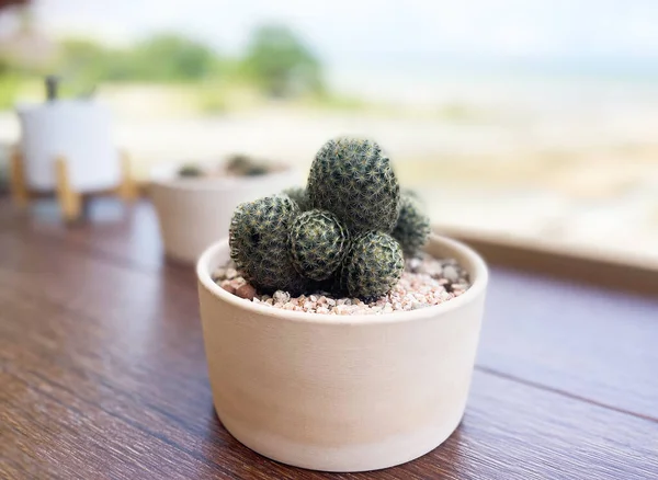 Primo Piano Piccolo Cactus Una Pentola Sullo Sfondo Una Vista — Foto Stock