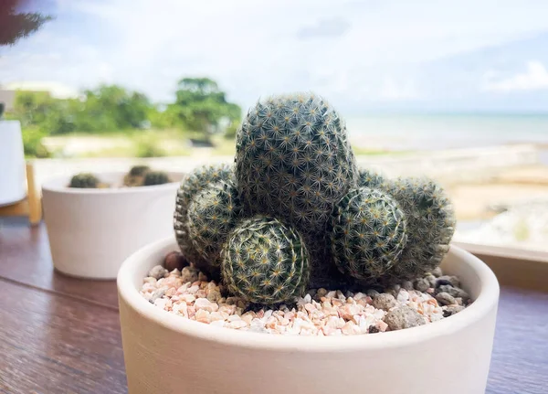 Close Shot Small Cactus Pot Background Seaside View Cactus Top — Stock Photo, Image