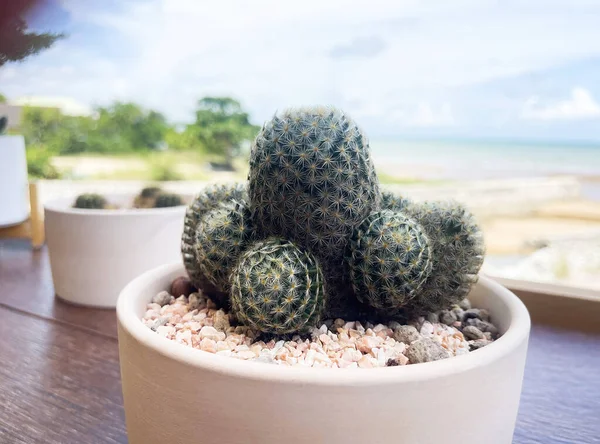 Primer Plano Pequeño Cactus Una Olla Fondo Una Vista Mar —  Fotos de Stock