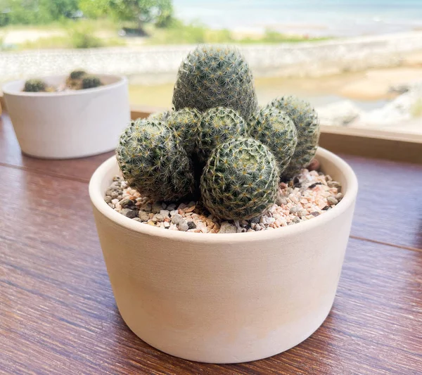 Primo Piano Piccolo Cactus Una Pentola Sullo Sfondo Una Vista — Foto Stock
