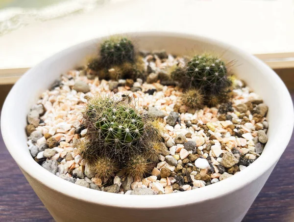 Primer Plano Pequeño Cactus Una Olla Fondo Una Vista Mar —  Fotos de Stock