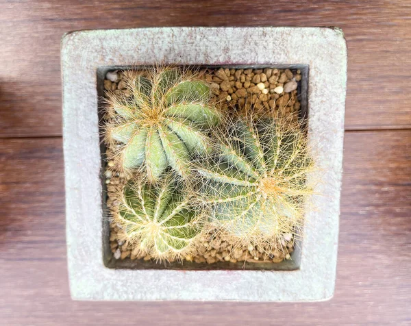 Primer Plano Pequeño Cactus Una Olla Fondo Una Vista Mar —  Fotos de Stock