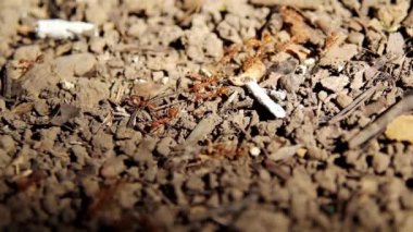 Red ants line the ground and dry leaves, dry twigs., and ants are looking for food to bring back to the nest.