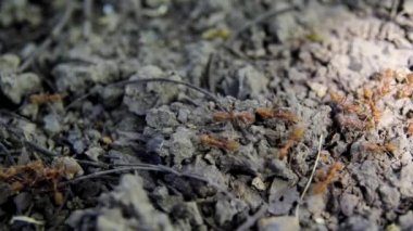Red ants line the ground and dry leaves, dry twigs., and ants are looking for food to bring back to the nest.