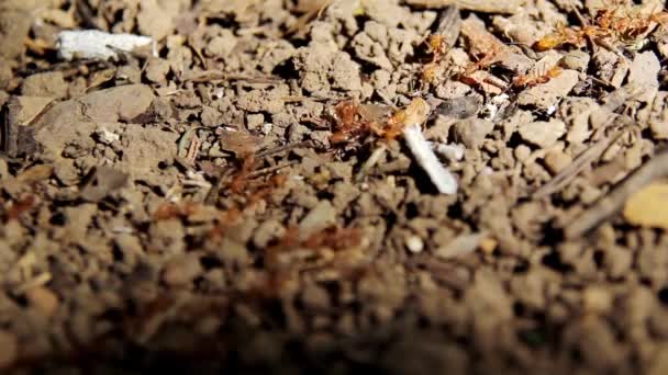 Red Ants Line Ground Dry Leaves Dry Twigs Ants Looking — Vídeo de Stock